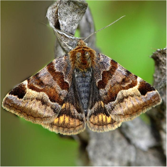 Бабочка совка внешний вид