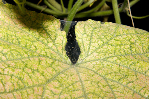 паутинный клещ на растениях в теплице