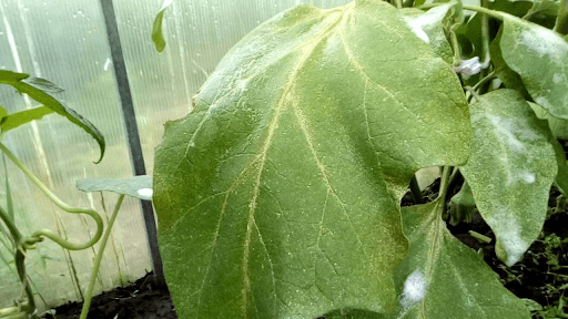 паутинный клещ на растениях в теплице