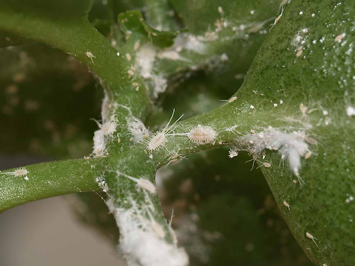Способы борьбы с паутинными клещами на комнатных растениях в домашних условиях