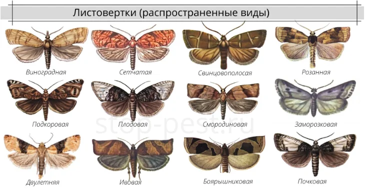 Листовертка - все о вредителе