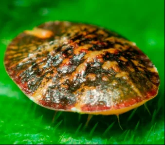 Щитовка на комнатных растениях - как бороться в домашних условиях